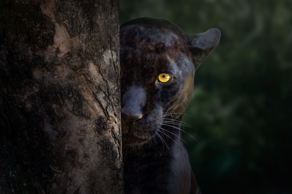 Max van Rijswijk: felinos y salud ecológica en Panamá