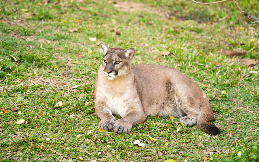 La importancia de la conservación de los grandes felinos en Panamá según Max van Rijswijk